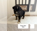 Puppy Bear Australian Shepherd