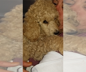 Poodle (Standard) Puppy for sale in EAST ORCHARD MESA, CO, USA