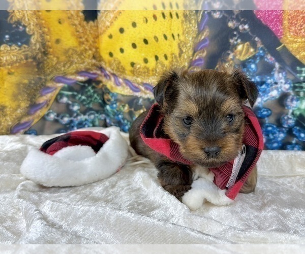 Medium Photo #21 Morkie Puppy For Sale in CASSVILLE, MO, USA