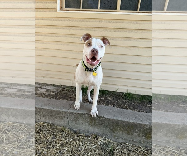 Medium Photo #5 Mutt Puppy For Sale in Sandy, UT, USA