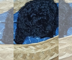 Poodle (Toy) Puppy for sale in STAR, NC, USA