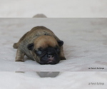 Small Photo #15 French Bulldog Puppy For Sale in WINNSBORO, TX, USA