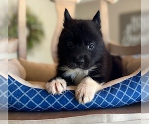 Pomsky Puppy for sale in CONVERSE, IN, USA