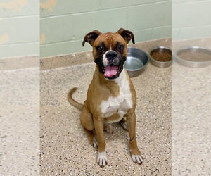 Boxer Dogs for adoption in Austin, TX, USA