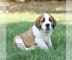 Saint Bernard Puppy for sale in STRASBURG, PA, USA