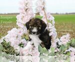 Puppy Juniper Bordoodle