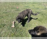 Small Photo #10 Kangal Dog-Leonberger Mix Puppy For Sale in DILLON, MT, USA