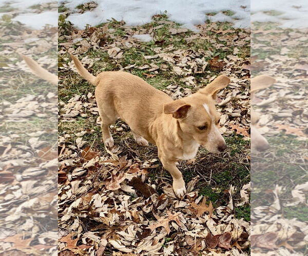 Medium Photo #2 Dachshund-Unknown Mix Puppy For Sale in Wheaton, IL, USA