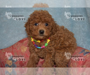 Poodle (Toy) Puppy for sale in SANGER, TX, USA