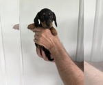 Small #1 Dachshund