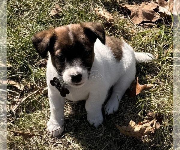 Medium Photo #1 Jack Russell Terrier Puppy For Sale in FREEMAN, MO, USA