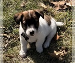 Puppy Puppy 1 Jack Russell Terrier