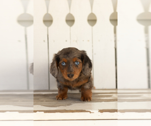 Dachshund Puppy for sale in BREMEN, IN, USA