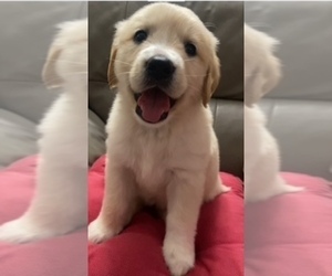 Golden Retriever Puppy for sale in SANTA ANA, CA, USA