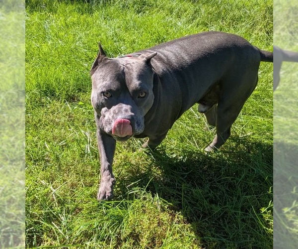 Medium Photo #3 American Bulldog-Unknown Mix Puppy For Sale in Muskegon, MI, USA