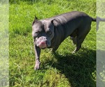 Small Photo #3 American Bulldog-Unknown Mix Puppy For Sale in Muskegon, MI, USA