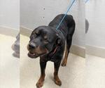 Small Rottweiler Mix