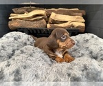 Puppy Domino Dachshund
