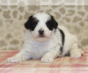 Miniature Bernedoodle Puppy for sale in DENVER, PA, USA