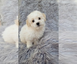 Bichpoo Puppy for sale in INDIANAPOLIS, IN, USA