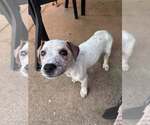 Small Photo #2 Mutt Puppy For Sale in Greenville, SC, USA