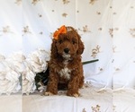 Small Photo #3 Cavapoo Puppy For Sale in NEW PROVIDENCE, PA, USA
