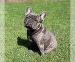 Small Photo #1 French Bulldog Puppy For Sale in VIRGINIA BEACH, VA, USA
