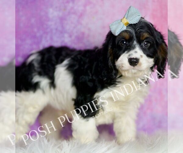 Medium Photo #4 Cavapoo (Miniature) Puppy For Sale in WARSAW, IN, USA