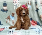 Buttercup - Female Cavapoo (Miniature) Puppy for Sale - Photo #5