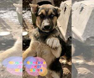 Siberian Husky-Unknown Mix Dogs for adoption in Woodbury, NY, USA