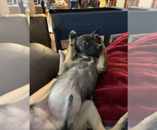 Medium Photo #4 Chihuahua-Unknown Mix Puppy For Sale in Brooklyn Center, MN, USA