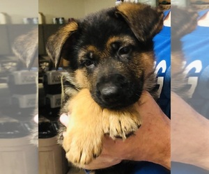 German Shepherd Dog Puppy for sale in NEOSHO, MO, USA