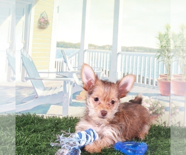 Medium Photo #3 Havashire Puppy For Sale in MOUNT VERNON, OH, USA