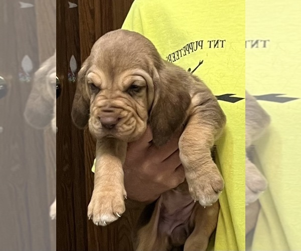 Medium Photo #7 Bloodhound Puppy For Sale in FORT MORGAN, CO, USA