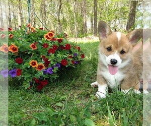 Pembroke Welsh Corgi Puppy for sale in FAIR GROVE, MO, USA