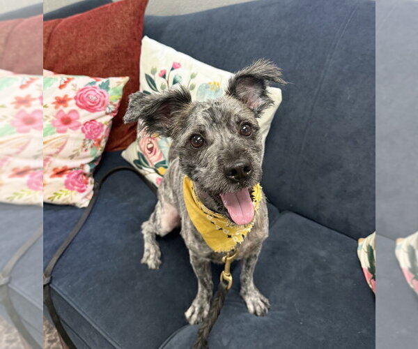 Medium Photo #1 Mutt Puppy For Sale in San Leon, TX, USA