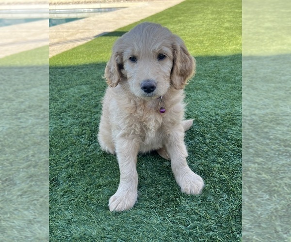 Medium Photo #21 Goldendoodle Puppy For Sale in PHOENIX, AZ, USA