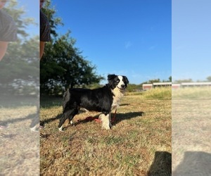 Mother of the Miniature Australian Shepherd puppies born on 01/10/2025