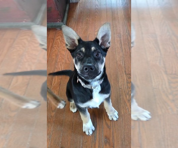 Medium Photo #1 German Shepherd Dog Puppy For Sale in Minneapolis, MN, USA