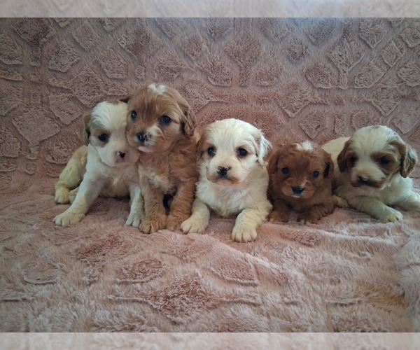 Medium Photo #1 Cavapoo (Miniature) Puppy For Sale in STANLEY, WI, USA