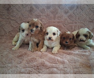 Cavapoo (Miniature) Puppy for sale in STANLEY, WI, USA