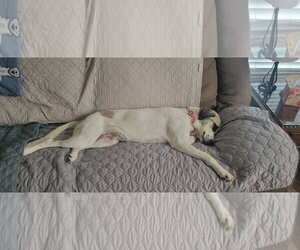 LUA - Female Anatolian Shepherd Dog for Adoption - Photo #4