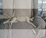 Small Photo #4 Anatolian Shepherd Puppy For Sale in Coldwater, MI, USA