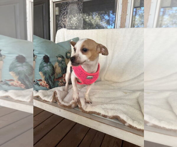 Medium Photo #13 Chihuahua Puppy For Sale in Oak Bluffs, MA, USA