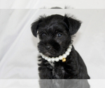 Image preview for Ad Listing. Nickname: Shadow