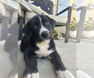 Labrador Retriever Dogs for adoption in Menifee, CA, USA