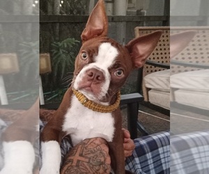 Father of the Boston Terrier puppies born on 04/27/2025