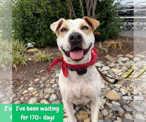 Lilith - Female Mutt Dog for Adoption - Photo #15