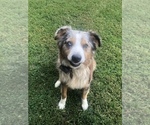 Small Photo #1 Australian Shepherd Puppy For Sale in ROCK SPRING, GA, USA