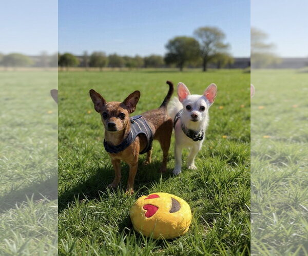 Medium Photo #2 Chihuahua-Unknown Mix Puppy For Sale in Westwood, NJ, USA